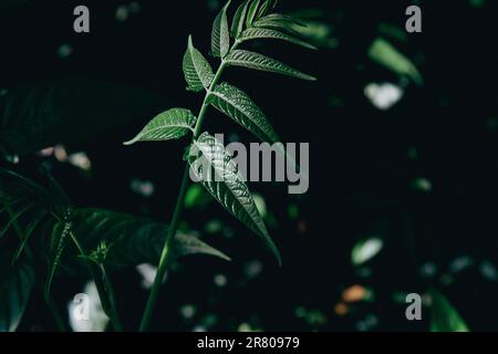 Primo piano di foglie verdi e lussureggianti di un'altissima Ailanthus (albero del cielo, alanthus, palma del Ghetto, sumac puzzolente, albero di vernice, O Chouchun tre cinese Foto Stock