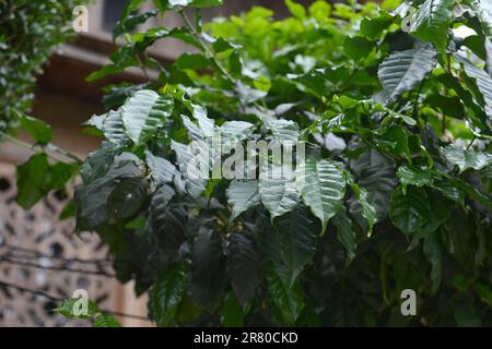 L'albero del caffè nell'altopiano del Vietnam. 越南旅游, वियतनाम पर्यटन, 베트남 관광, ベトナム観光, ឌូលីច វៀតណាម, Foto Stock