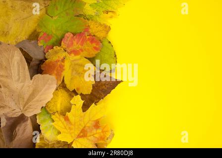 Vista dall'alto creativa, composizione concettuale autunnale a giacimento piatto, foglie autunnali brillanti essiccate, spazio copia Foto Stock