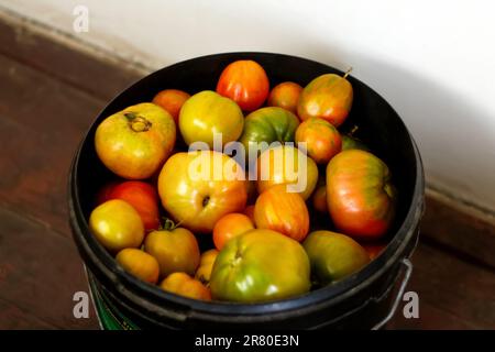 Una collezione ravvicinata di pomodori mette in mostra i colori vivaci delle varietà di cimeli maturi. rosso, giallo brillante e pomodori verdi rinfrescanti, tutto Foto Stock