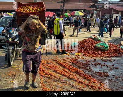 Kathmandu, Bagmati, Nepal. 18th giugno, 2023. Un lavoratore che trasporta il carico di pomodori passa dai pomodori di scarico gettati dagli agricoltori al mercato di verdure a Kathmandu, Nepal il 18 giugno 2023. Gli agricoltori hanno gettato i pomodori dicendo che le verdure coltivate localmente non hanno ottenuto un prezzo ragionevole a causa delle verdure indiane. (Credit Image: © Sunil Sharma/ZUMA Press Wire) SOLO PER USO EDITORIALE! Non per USO commerciale! Foto Stock