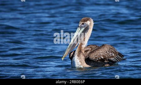 Un pellicano marrone immaturo che galleggia su un oceano blu con increspature Foto Stock