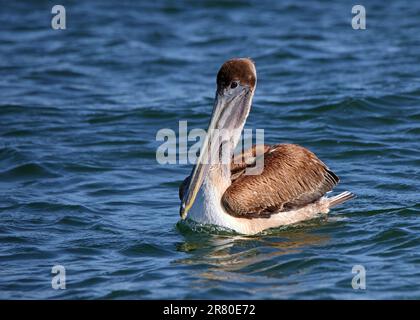 Un pellicano marrone immaturo che galleggia su un oceano blu con increspature Foto Stock