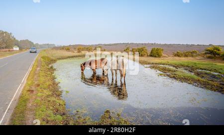 Un'auto passa accanto ai pony della New Forest che vagano liberamente nella New Forest, Brockenhurst, Hampshire, Regno Unito. Foto Stock