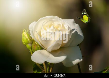 Fresco bella fioritura bianco rosa su sfocato soleggiato luminoso sfondo e farfalle volanti. primo piano Foto Stock