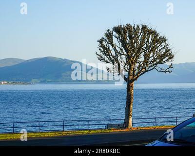 Il Lone Tree si staglia sullo sfondo della baia di Rothesay e delle verdi colline scozzesi, Isola di Bute, Scozia, Regno Unito. Foto Stock