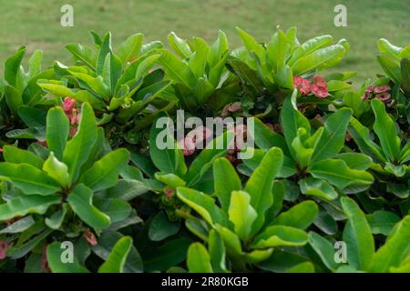 Un bel fiore Euphorbia Milii fiorisce nel giardino. Foto Stock