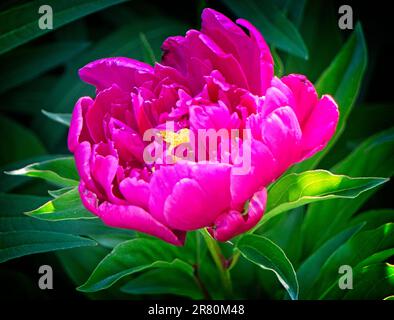 Peony Cinese Reader Rock Garden Calgary Alberta Foto Stock