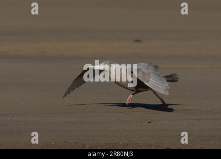 Gabbiano glauous (Larus hyperboreus) primo inverno decollo dalla spiaggia sabbiosa Eccles-on-Sea, Norfolk, Regno Unito. Ottobre Foto Stock