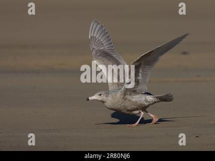 Gabbiano glauous (Larus hyperboreus) primo inverno decollo dalla spiaggia sabbiosa Eccles-on-Sea, Norfolk, Regno Unito. Ottobre Foto Stock