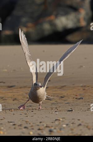 Gabbiano glauous (Larus hyperboreus) primo inverno decollo dalla spiaggia sabbiosa Eccles-on-Sea, Norfolk, Regno Unito. Ottobre Foto Stock