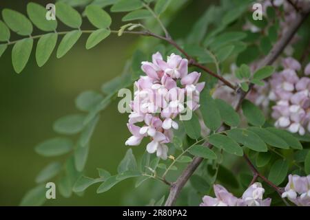 Robinia hispida. Ramo con foglie e fiori di Rosa-acacia. Mazzi di fiori rosa di locusta di muschio in piena fioritura Foto Stock