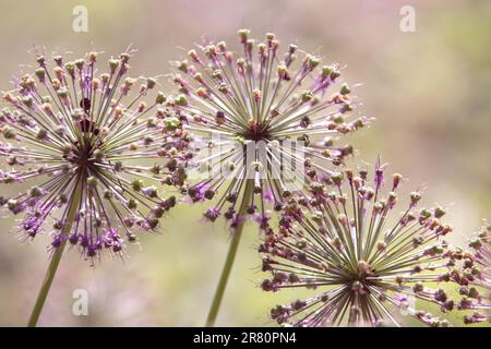 Allium Giganteum svanisce. Fine della fioritura, testa di fiore viola, cipolla ornamentale gigante in giardino, cipolla ornamentale con grandi teste rotonde di flo viola Foto Stock