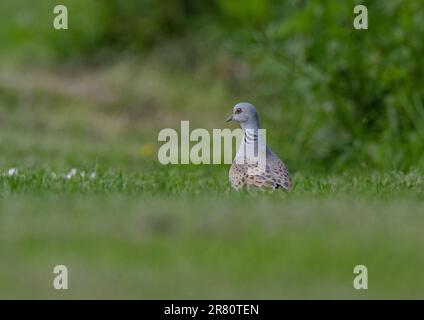 Una colomba di tartaruga a rischio critico (Streptopelia turtur) che si nutre per terra in un giardino di contadini . Essex, Regno Unito Foto Stock