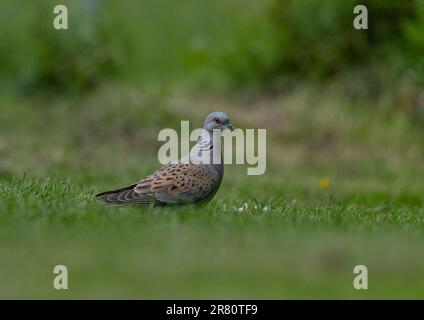 Una colomba di tartaruga a rischio critico (Streptopelia turtur) che si nutre per terra in un giardino di contadini . Essex, Regno Unito Foto Stock