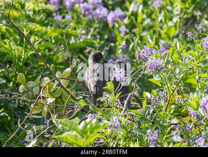 Un gruppo di giovani Starlings (Sturnus vulgaris) di recente costruzione, che si imbattono in un albero di patate in un giardino dell'Essex . REGNO UNITO Foto Stock