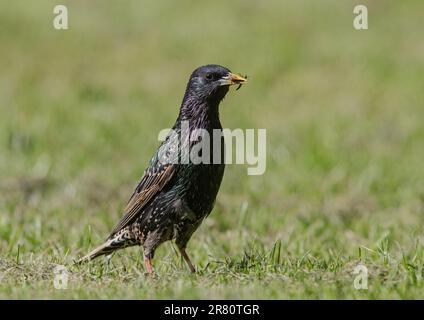 Un adulto Starling (Sturnus vulgaris) che raccoglie cibo, ragni e coleotteri, per i suoi fuggitivi affamati in un giardino di contadini . Essex, Regno Unito Foto Stock