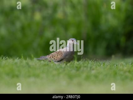 Una colomba di tartaruga a rischio critico (Streptopelia turtur) che si nutre per terra in un giardino di contadini . Essex, Regno Unito Foto Stock