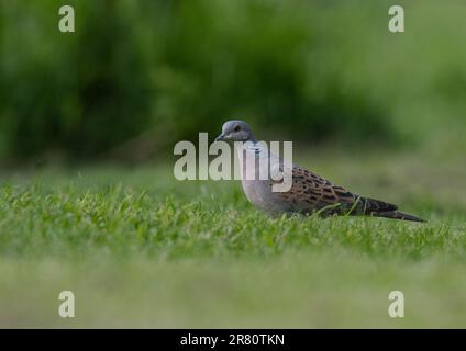 Una colomba di tartaruga a rischio critico (Streptopelia turtur) che si nutre per terra in un giardino di contadini . Essex, Regno Unito Foto Stock