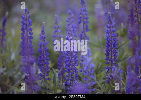 Lupinus polyphyllus. Lupini viola fioriti nel prato. Mazzo di lupini in piena fioritura. Lupin, campo con fiori viola e blu. Lupino fiorente Foto Stock