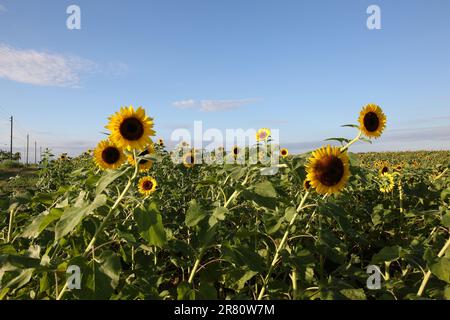 Una scena pittoresca caratterizzata da un campo giallo luminoso di girasoli sotto il cielo blu Foto Stock