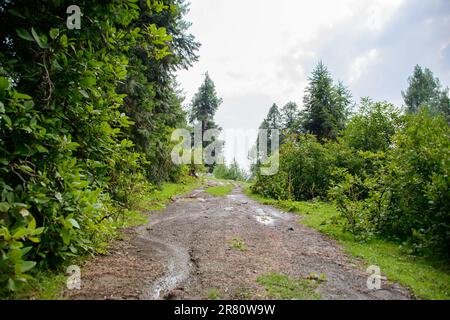 Un sentiero nelle montagne di Nathia Gali, Abbotabad, Pakistan. Foto Stock