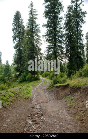 Un sentiero nelle montagne di Nathia Gali, Abbotabad, Pakistan. Foto Stock