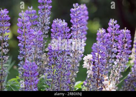 Lupinus, lupino, campo con fiori viola e blu. Fioritura dei fiori di lupino. Mazzo di lupini in piena fioritura. Lupini viola fioriti nel prato Foto Stock