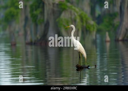 Un grande Egret che posa in acqua al lago Martin, Louisiana. Sullo sfondo non vengono messi a fuoco i cipressi che crescono nell'acqua del lago. Foto Stock