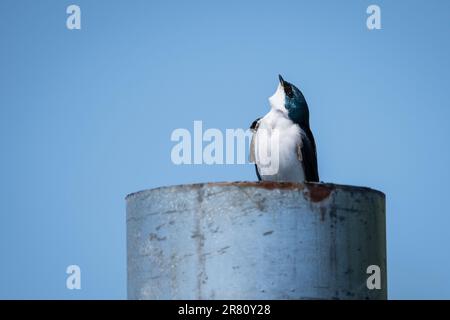 Arroccato albero inghiottire sul punto di osservazione per il cibo. Foto Stock