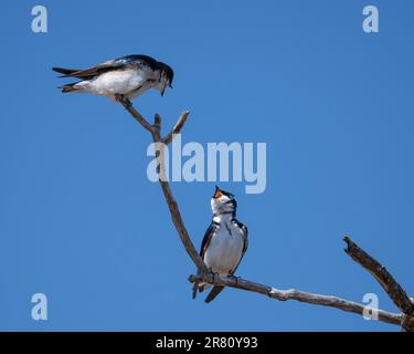 Arroccato albero inghiottire sul punto di osservazione per il cibo. Foto Stock