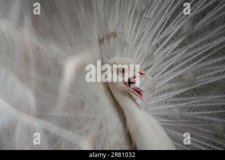 Peacock ballare in atmosfera romantica. Danza di pavone bianco. Bellissimo uccello che mostra le sue piume fuori durante l'accoppiamento season.Beauty di un bianco pavone ballare in tutto il suo grazioso splendore. Maestoso esecutore aviare con il suo piumaggio ornato e affascinante mostra di corteggiamenti. Foto Stock