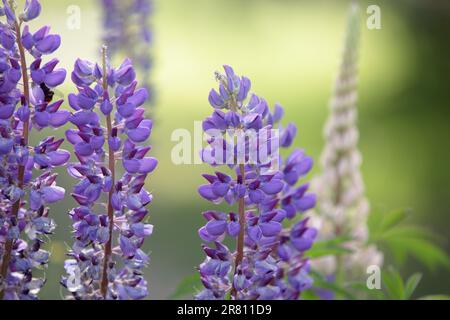 Lupinus, lupino, campo con fiori viola e blu. Mazzo di lupini in piena fioritura. Lupini viola fioriti nel prato. Blu colorato e viola w Foto Stock