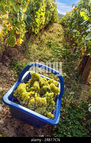 Grand Cru DRC Chardonnay uve in pannier al Domaine de la Romanee-conti parte del vigneto le Montrachet, Chassagne-Montrachet, Cote d'Or, Francia Foto Stock