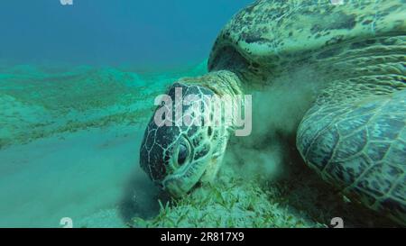 Tartaruga marina che pascola sul fondale marino, slow motion. Great Green Sea Turtle (Chelonia mydas) con bocca aperta mangiare alghe verdi sul prato di mare Foto Stock