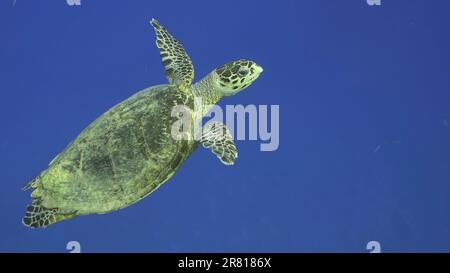 Hawksbill Sea Turtle o Bissa (Eretmochelys imbricata) nuota nell'Oceano blu, Mar Rosso, Egitto Foto Stock