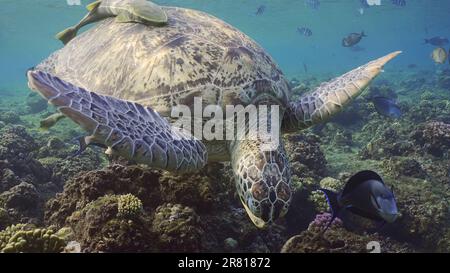 Lato anteriore della Grande tartaruga del Mar Verde (Chelonia mydas) mangiare alghe brune sulla cima della barriera corallina in acque poco profonde, Mar Rosso, Egitto Foto Stock