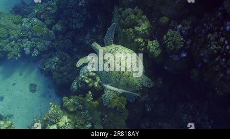 Vista dall'alto della Grande tartaruga del Mar Verde (Chelonia mydas) che nuota accanto a una barriera corallina, Mar Rosso, Egitto Foto Stock