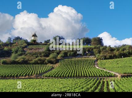 VIGNETO DI SANTENAY PREMIER CRU Windmill punto focale sopra l'immacolato vigneto Les Graviéres Santenay Bourgogne Côte d'Or, Francia. Foto Stock