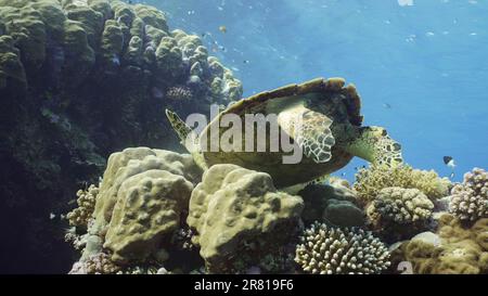 Vista dal basso di Hawksbill Sea Turtle o Bissa (Eretmochelys imbricata) si nutre di coralli duri sulla cima di una bellissima barriera corallina tropicale, Mar Rosso, Egitto Foto Stock