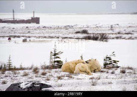 Orso polare madre riposa con due cuccioli vicino al relitto della SS Ithaca, Bird Cove, Hudson's Bay, Churchill, Manitoba Foto Stock