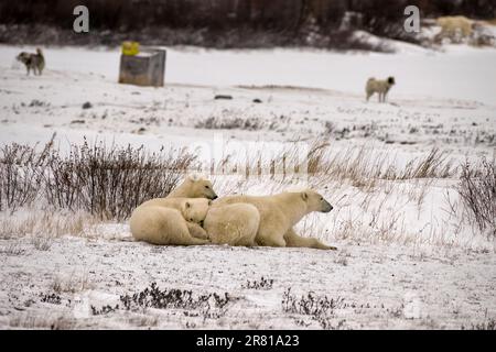 Orso polare con un paio di cuccioli vicino ad alcuni cani Eskimo canadesi, con il quarto orso polare. Churchill, Manitoba Foto Stock