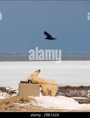 Cucciolo di orso polare che osserva un corvo mentre il suo fratello mastica una catena, Hudson Bay, Churchill, Manitoba Foto Stock