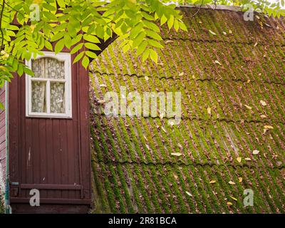 Il tetto di una vecchia casa con muschio Foto Stock