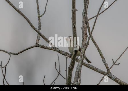 Un vireo guerriero su un ramo d'albero di fronte al cielo grigio. La bocca degli uccelli è aperta, a metà canzone. Foto Stock