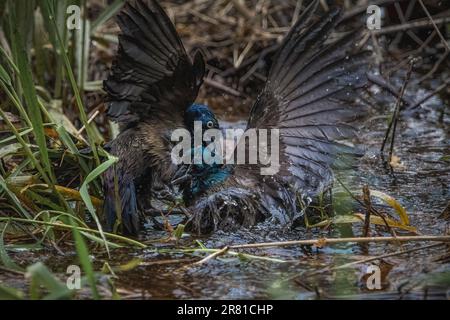 Coppia di grilli comuni che combattono in acqua, un uccello ha artigli vicino agli occhi degli altri uccelli. Foto Stock