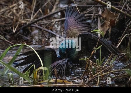 Coppia di uccelli grillo comune che combattono in acqua. Foto Stock