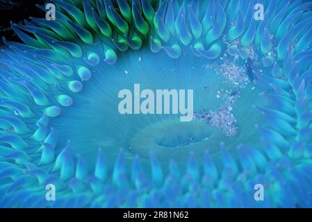 Anemone blu subacqueo in una piscina di marea. Foto Stock