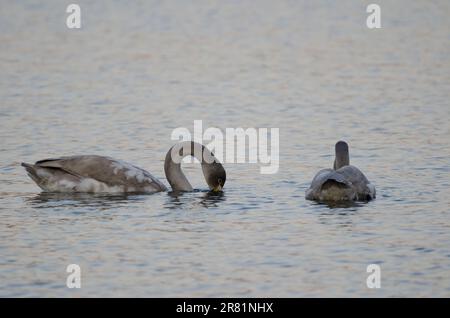 Il giovane whooper cigni Cygnus cygnus che mangia. Lago Akan. Parco Nazionale di Akan Mashu. Hokkaido. Giappone. Foto Stock