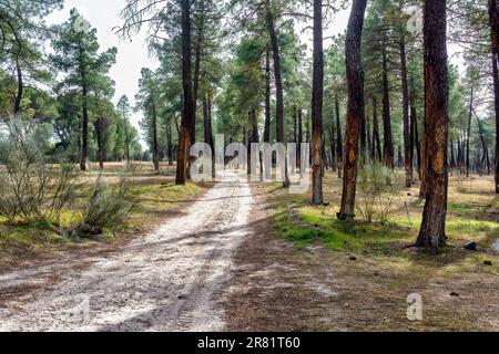 Una strada sterrata panoramica che si snoda attraverso una lussureggiante foresta di alberi lussureggianti con raggi di sole che si irradiano attraverso i rami Foto Stock